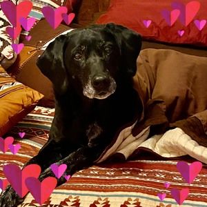 Meet your Posher, Dana